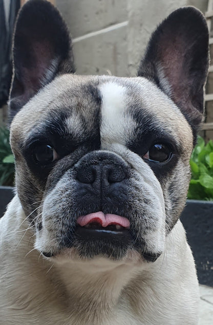 Personalize your pet image